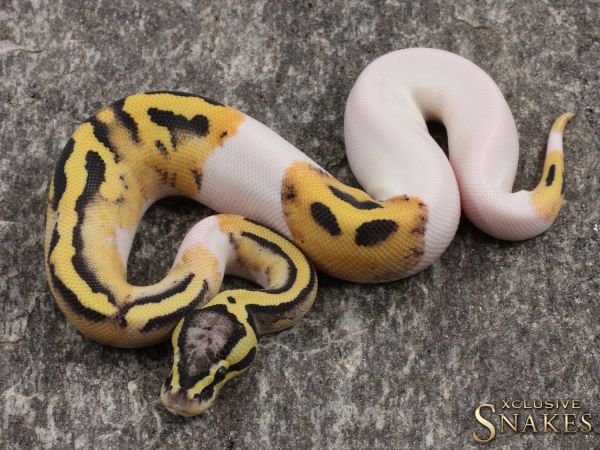 1.0 Pastel Desert Ghost Piebald 2021