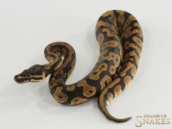 0.1 Confusion double het Desert Ghost Clown 2026