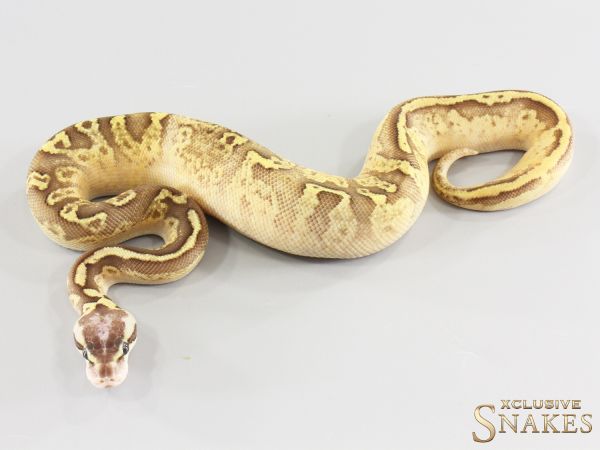 1.0 Fire Pastel Sunset double het Desert Ghost Piebald 2026
