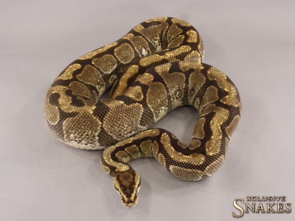 0.1 Enchi Spotnose het Desert Ghost 2016