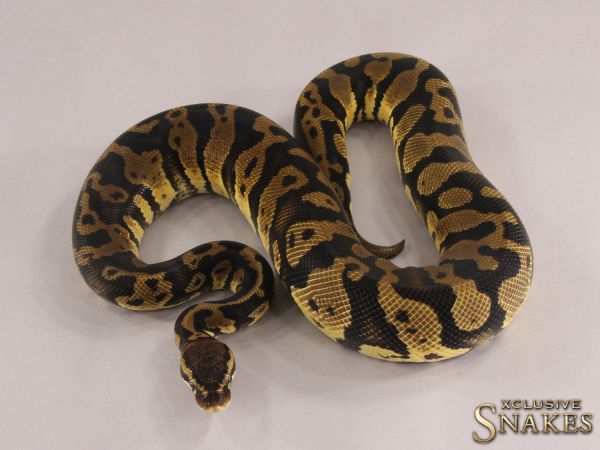 1.0 Pastel Confusion het Desert Ghost 2021 (900g @12.2022)