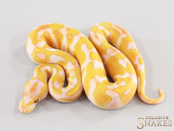 1.0 Enchi Lavender Albino 66% het Clown 2026