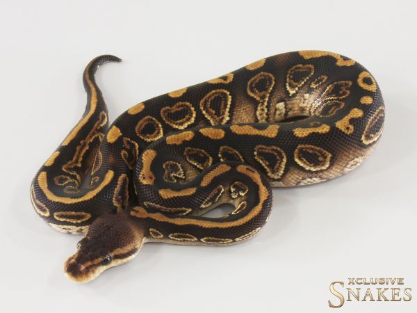 1.0 Black Pastel Wookie double het Hypo Desert Ghost 2025