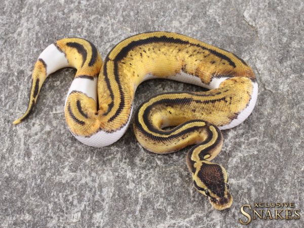 0.1 Pastel Yellow Belly Piebald het Lavender 2021