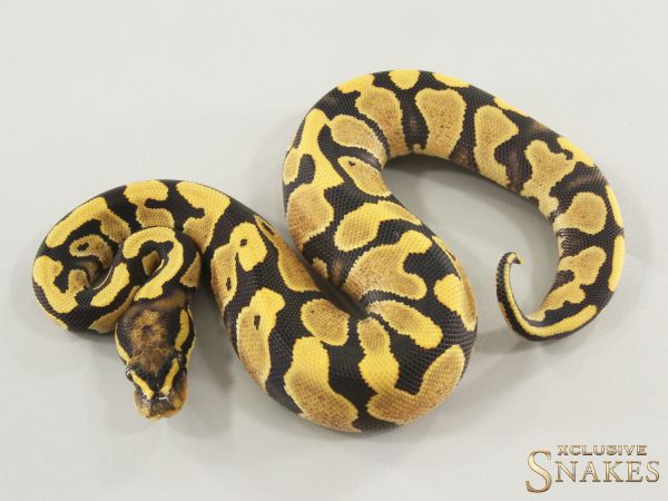 0.1 Gravel Desert Ghost het Piebald 2025