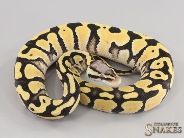 0.1 Pastel Desert Ghost het Cryptic 2023