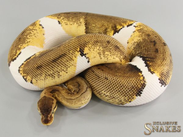 0.1 Lemon Blast Piebald 2017