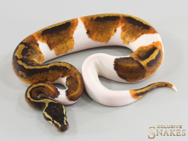 1.0 GHI Piebald 2026