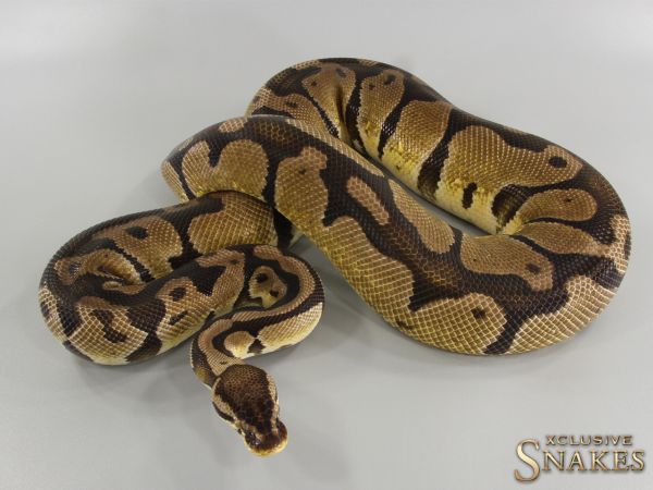 0.1 Pastel double het Desert Ghost Piebald 2015