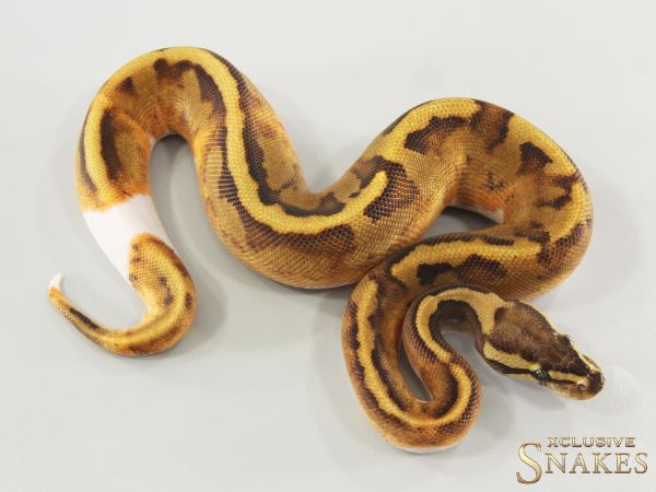 0.1 Enchi Copper Vanilla Piebald 2025