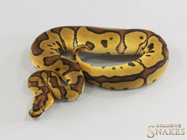 1.0 Enchi Gravel Red Stripe Clown 2026