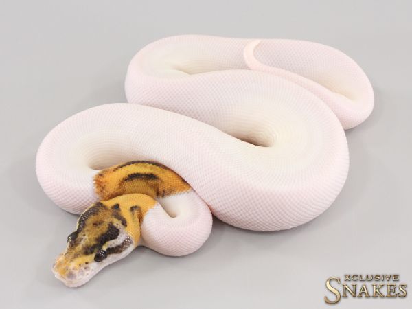 0.1 Special Desert Ghost Piebald 2023