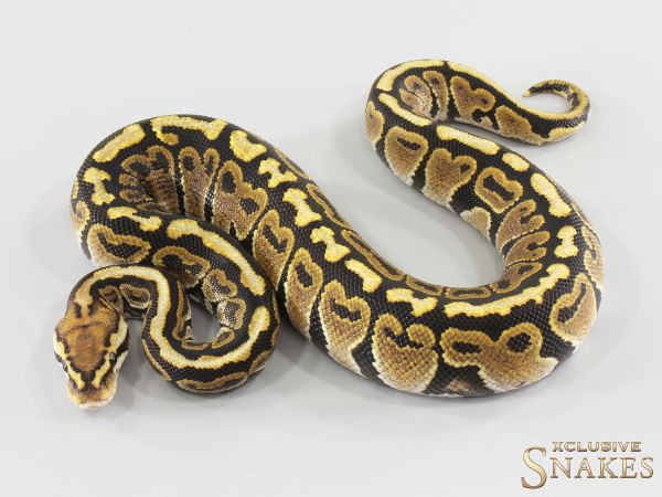 1.0 Redhead Spotnose het Clown 2026