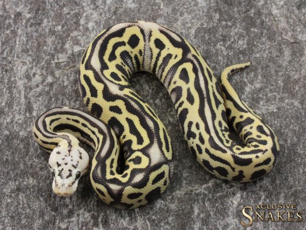 0.1 Pastel Leopard Crypton Desert Ghost 2021