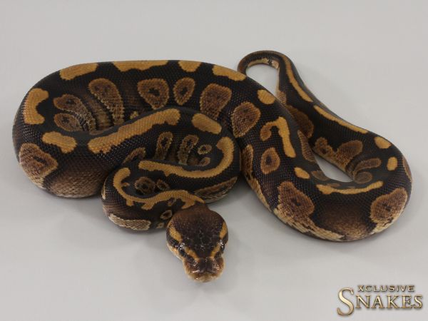 0.1 Copper double het Lavender Piebald 2023