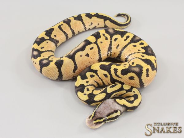 1.0 Pastel Desert Ghost het Ultramel 2023