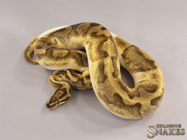 1.0 Enchi Vanilla Piebald 2019