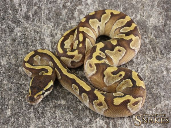 0.1 Mochi het Piebald 2020