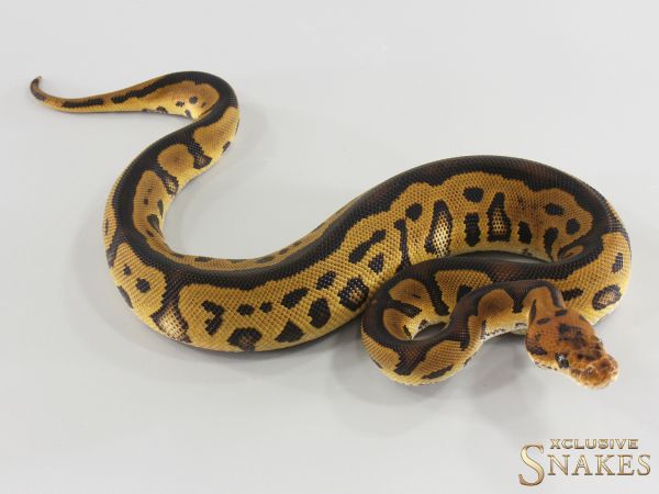 1.0 Leopard Clown het Ultramel 2026