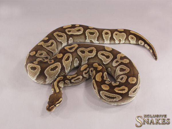 0.1 Mojave het Lavender 2014