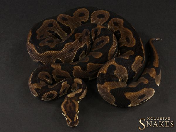 1.0 Leopard double het Lavender Clown 2015