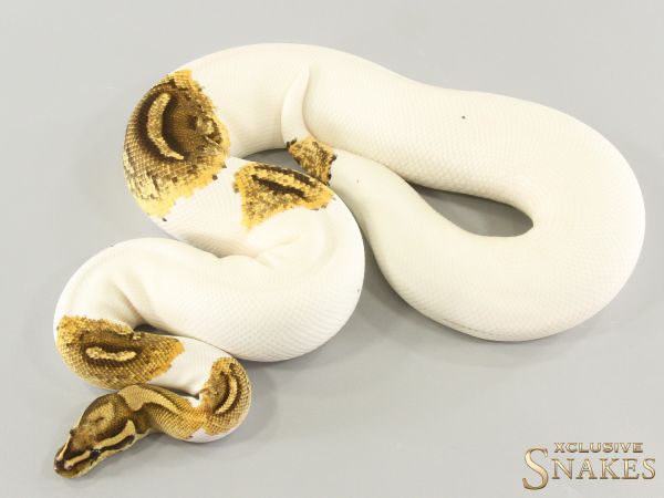 0.1 Vanilla Yellow Belly Piebald het Clown 2021