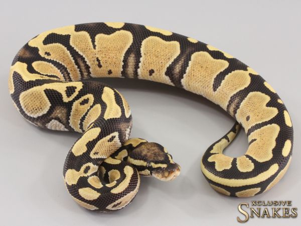 0.1 Desert Ghost het Piebald 2023