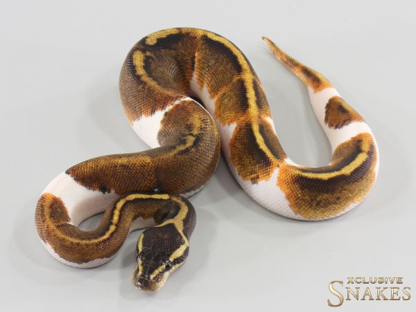 0.1 GHI Yellow Belly Piebald 2026