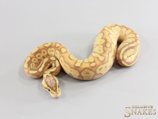 1.0 Banana Pastel Het Red Axanthic double het Desert Ghost Clown (FMaker) 2026