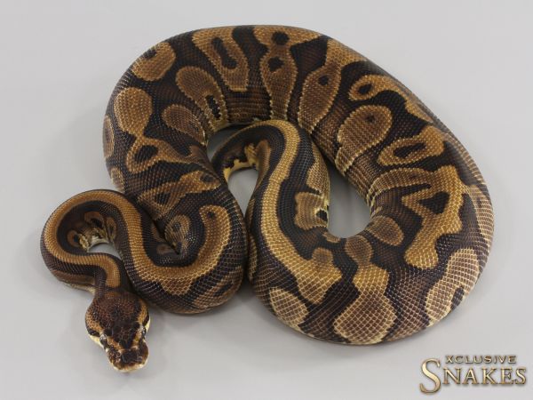 0.1 Enchi Red Stripe Leopard double het Dreamsicle 2023