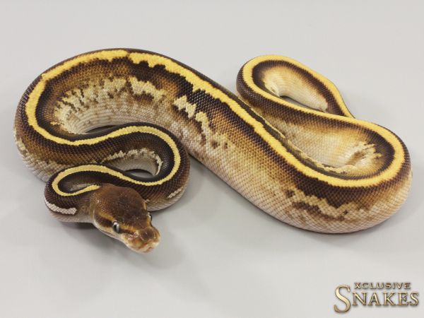 0.1 Copper Mojave Orange Dream het Piebald 2023