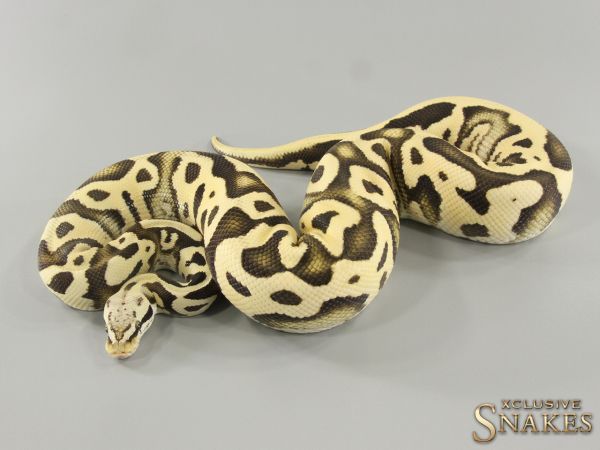 1.0 Pastel Leopard Desert Ghost het Clown 50% het Ultramel 2021