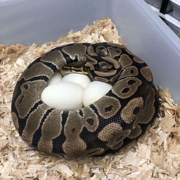 0.1 Classic double het Candy Clown 2015
