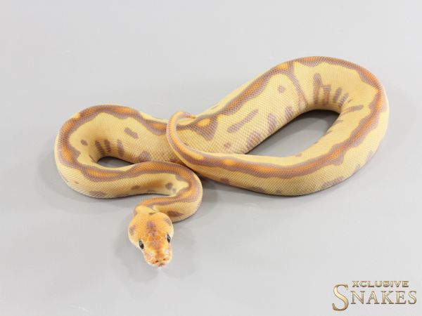 0.1 Banana Leopard Desert Ghost Clown 2026