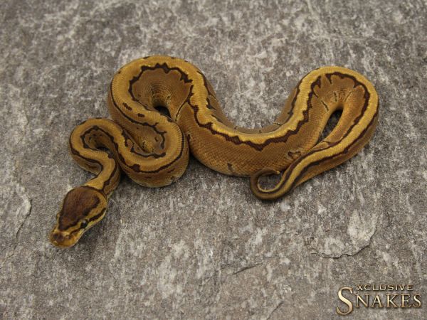 0.1 Enchi Pinstripe het Desert Ghost 2019