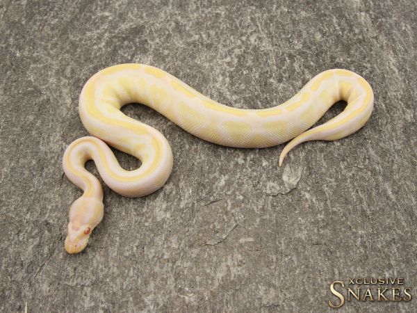 0.1 Black Head Albino 2018