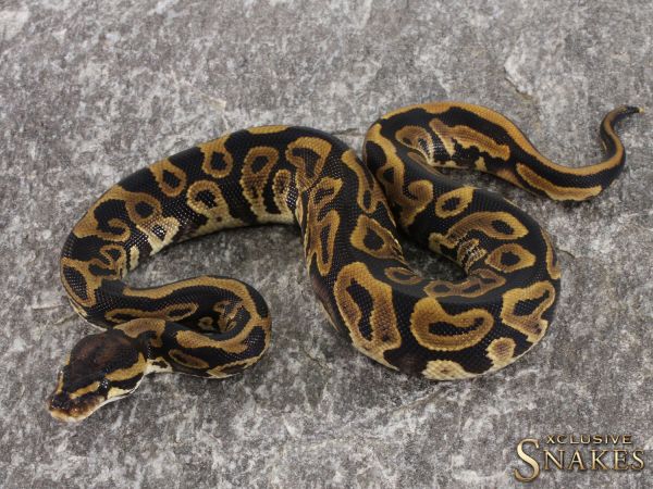 1.0 Leopard het Clown or het Cryptic 2021