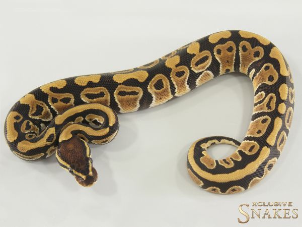 0.1 Classic triple het Ultramel Clown Piebald 2025