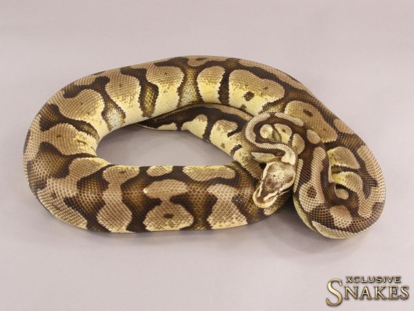 0.1 Pastel Vanilla het Desert Ghost 2015 (2521g @12/2022)