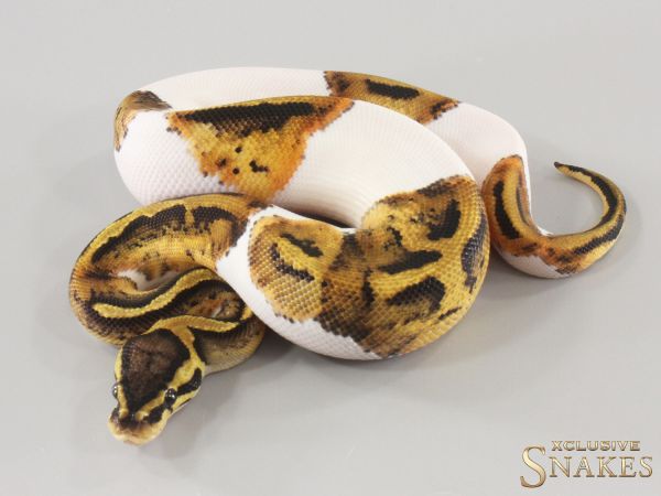 1.0 Pastel Piebald double het Hypo Desert Ghost 2025