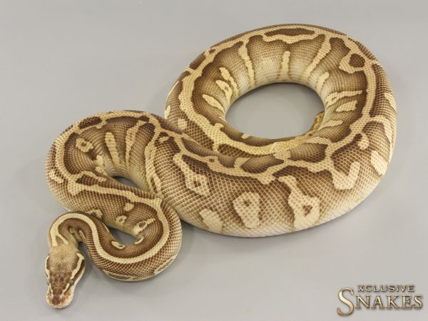 0.1 Pastel Lesser Leopard het Clown 2019