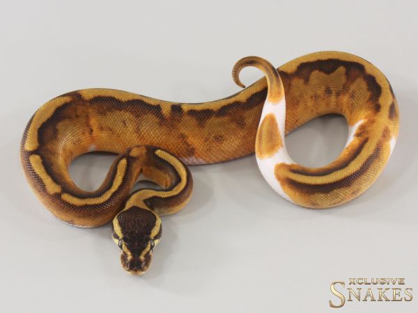 0.1 Enchi Copper Yellow Belly Piebald 2025