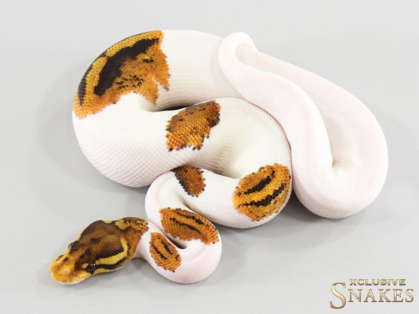 1.0 Gravel Piebald double het Lavender Albino Clown 2026 - small kink - Special Price %