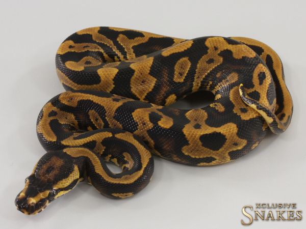 1.0 Confusion Yellow Belly het Piebald 2023