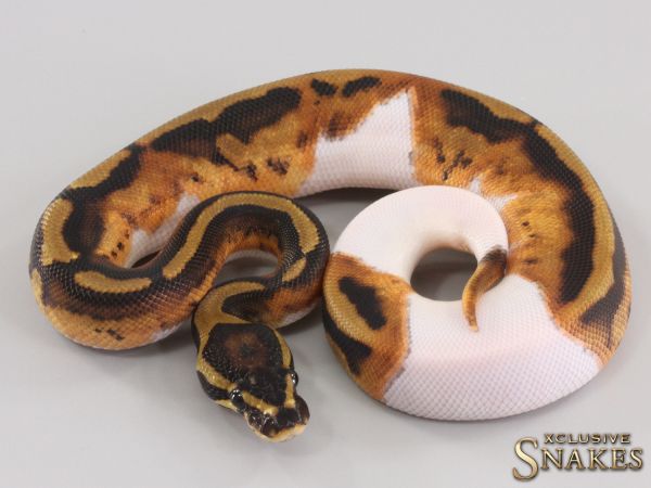 1.0 Piebald het Clown 2023