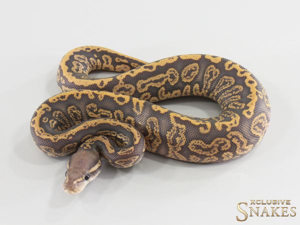 1.0 Black Pastel Confusion Hypo 2026