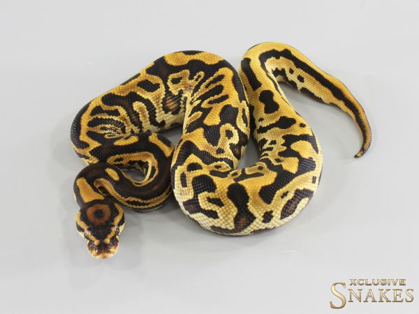 1.0 Lace Leopard Gravel double het Clown Piebald 2026