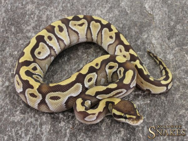 0.1 Mojave Enchi het Clown 2021