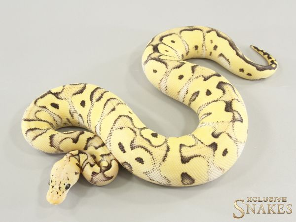 0.1 Pastel Desert Ghost Clown 2025