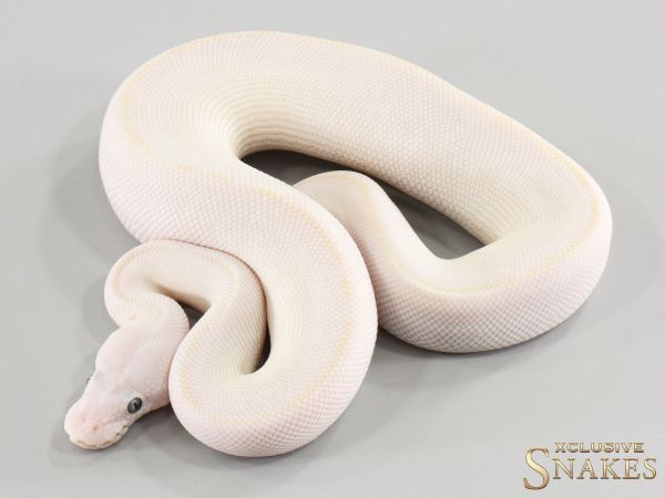 1.0 Mojave Mocha Hypo (BEL) 2026